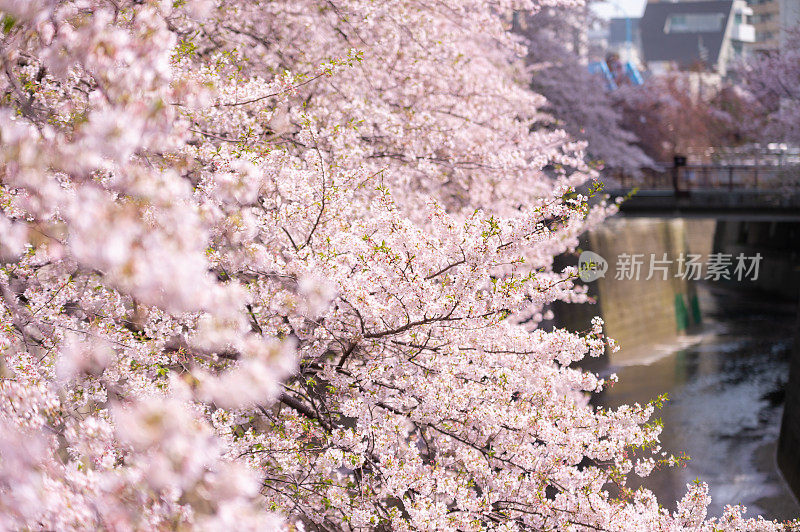 目黑河樱花盛开