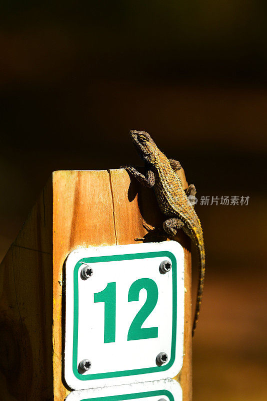 东方栅栏蜥蜴在12号标志的英里路标上