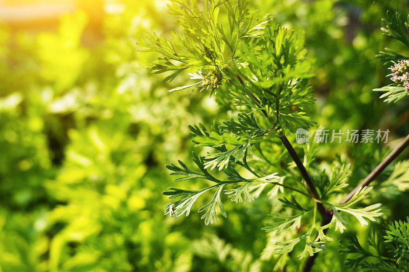 香菜在阳光下的春天在农田里开花