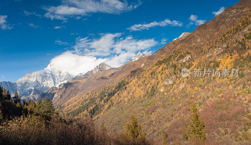 稻城亚丁自然景观白天时间的树和山的秋天，中国四川