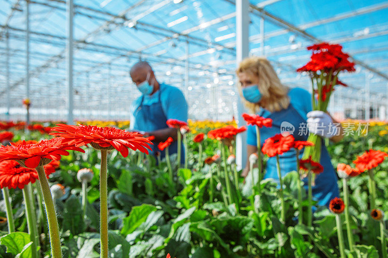 非洲菊温室工人的电晕实践