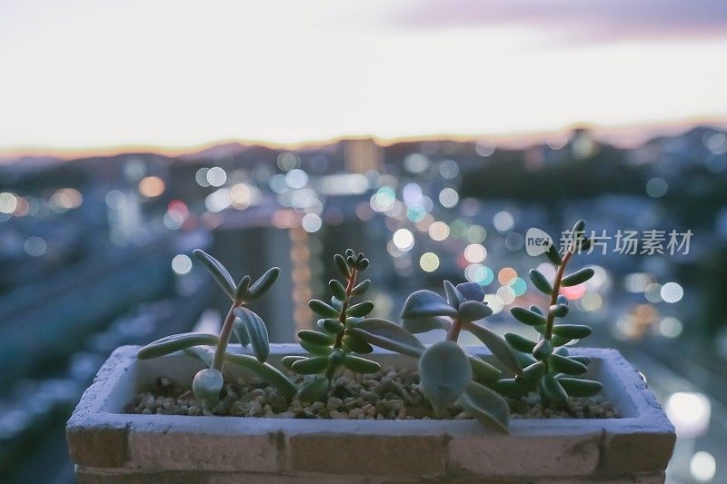 多肉植物和花景天