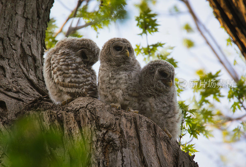 三只被挡住的小猫头鹰坐在树上