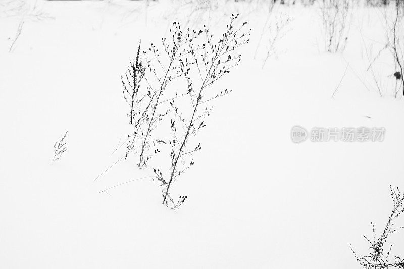 草从雪中伸出来