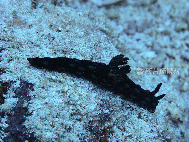 裸鳃亚目动物(Nudibranchia)
