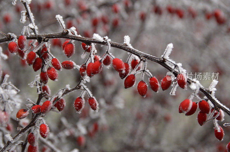 在冬天有红色浆果的灌木树枝上覆盖着霜冰、白霜