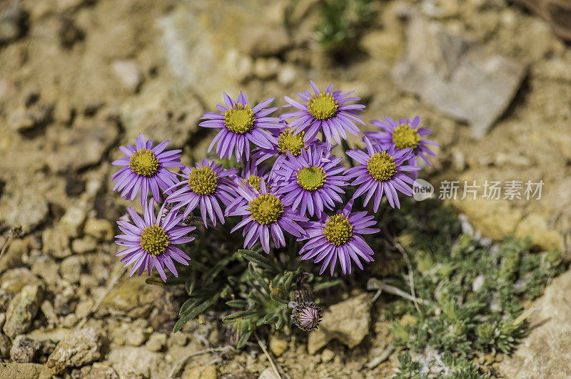 灯盏花、雏菊、古狐尾松林;因约国家森林，白山，加利福尼亚州