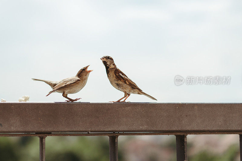 小麻雀鸟在法国吃，喂自己，并争取面包片在一个部分阴天晴天