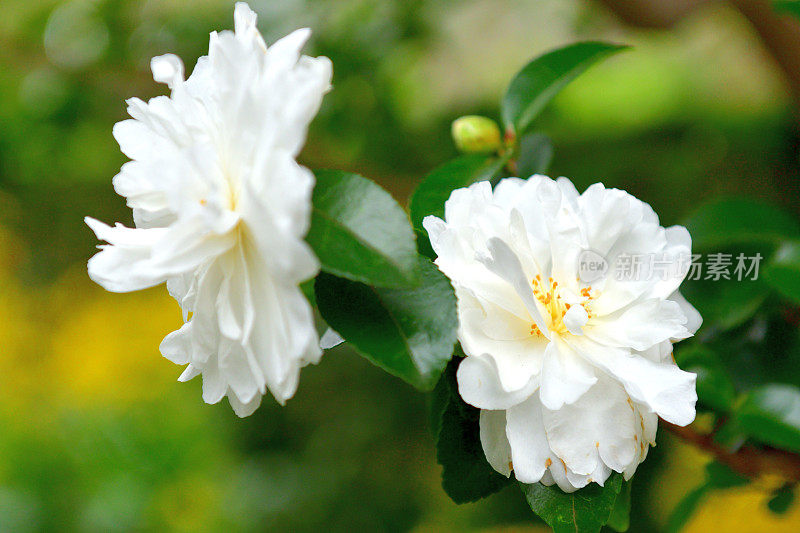 山茶花油茶花