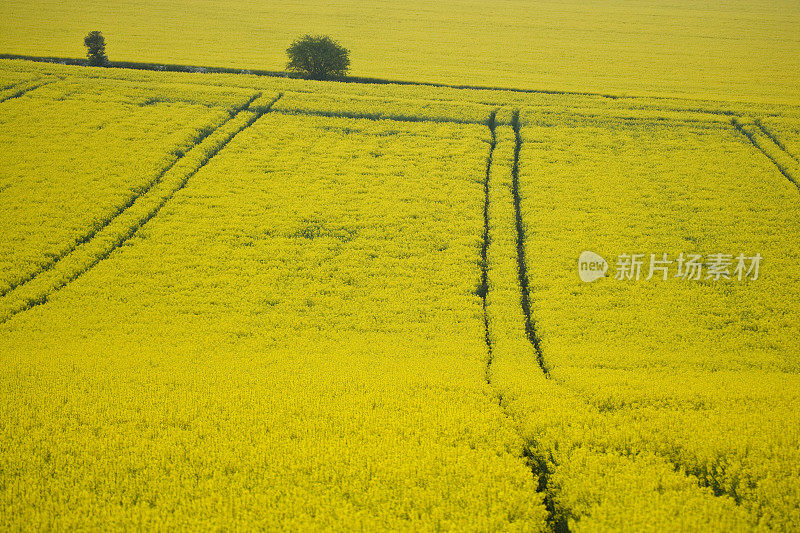 冬季油菜开花的可耕地