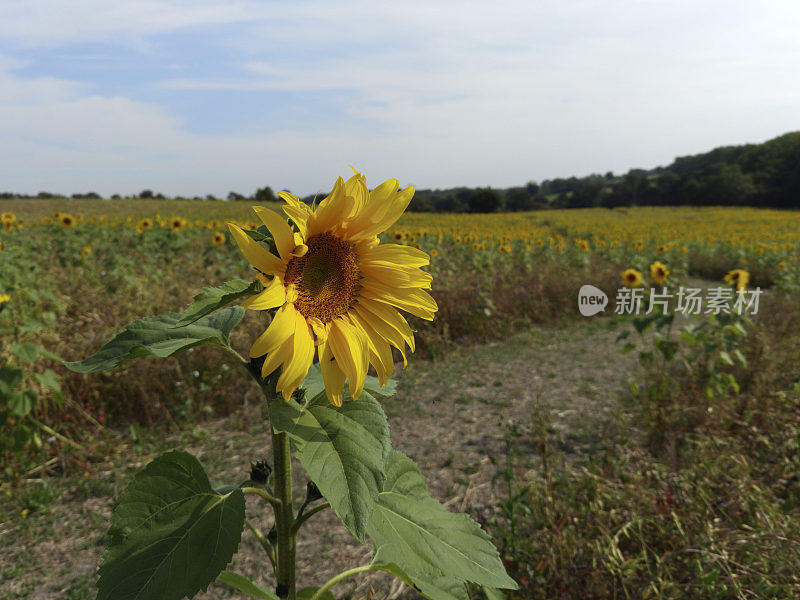 向日葵田农场农业英国中部伍斯特郡