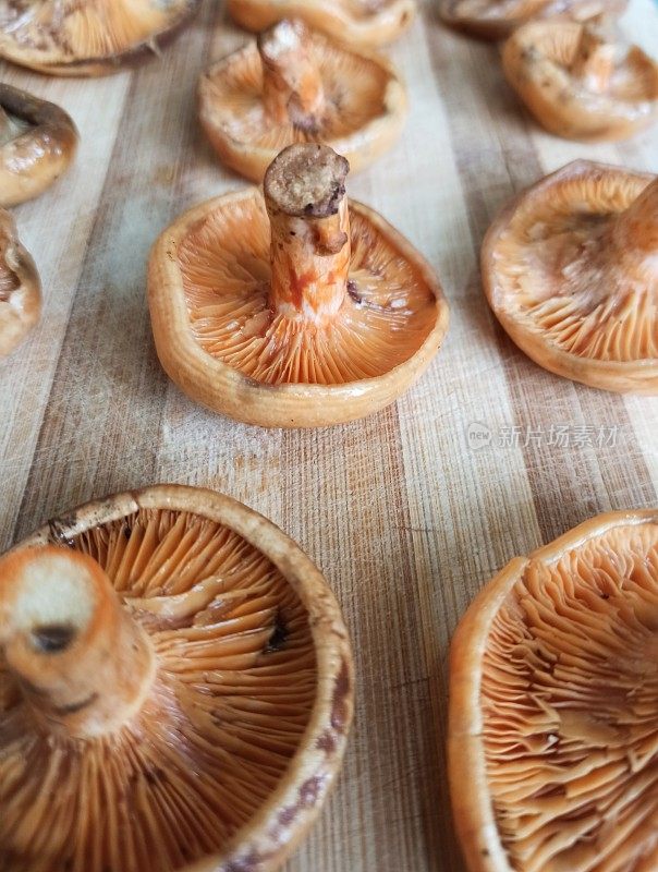 萨卡里亚库祖鲁克火鸡附近的野生可食用的坎利卡蘑菇