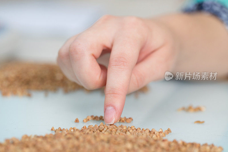 实验室助理的女性手在检查荞麦的质量。