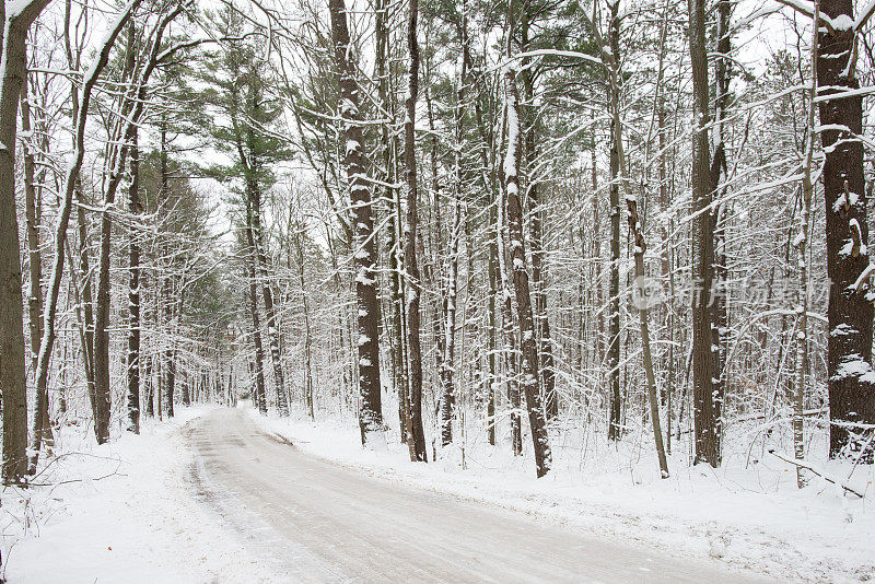 加拿大大雪后林地中的道路