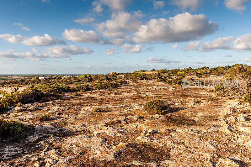 岛上稀疏的植被在Formentera景观。