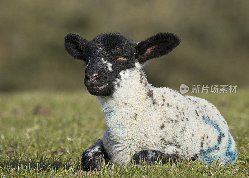 约克郡北部，春天草地上的小羊羔