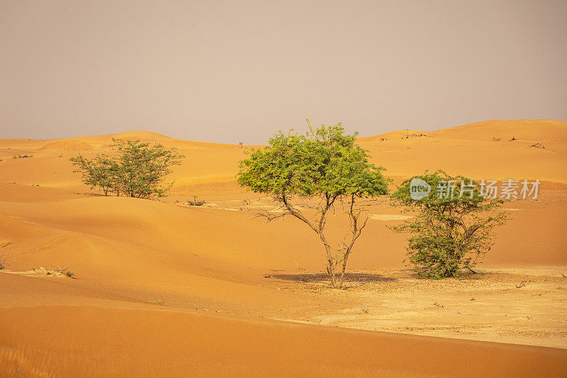 干旱炎热干燥的沙漠景象与灌木和树木