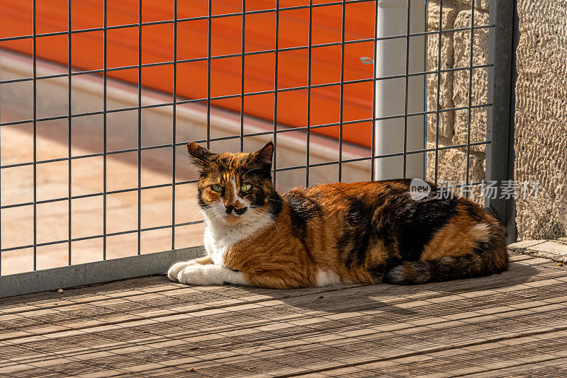 由于冠状病毒，宵禁期间空ALACATI的流浪猫(Alaçatı)。