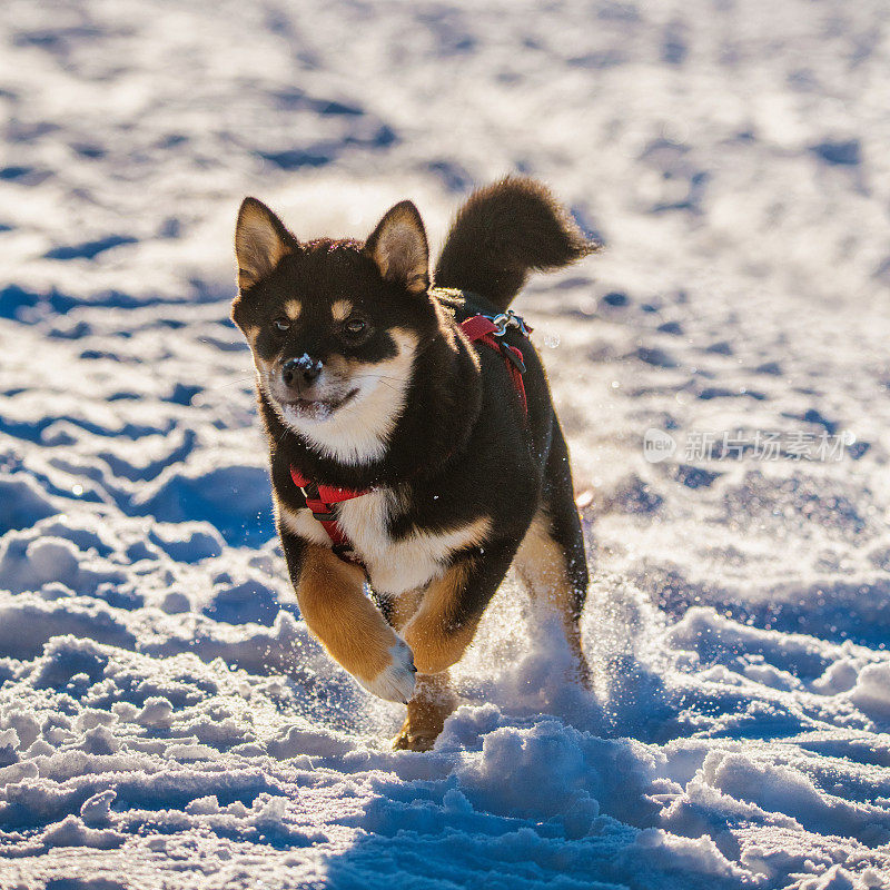 黑色和棕色的柴犬小狗在粉末雪中奔跑