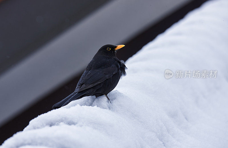 在下雪的时候，乌鸦在屋顶上