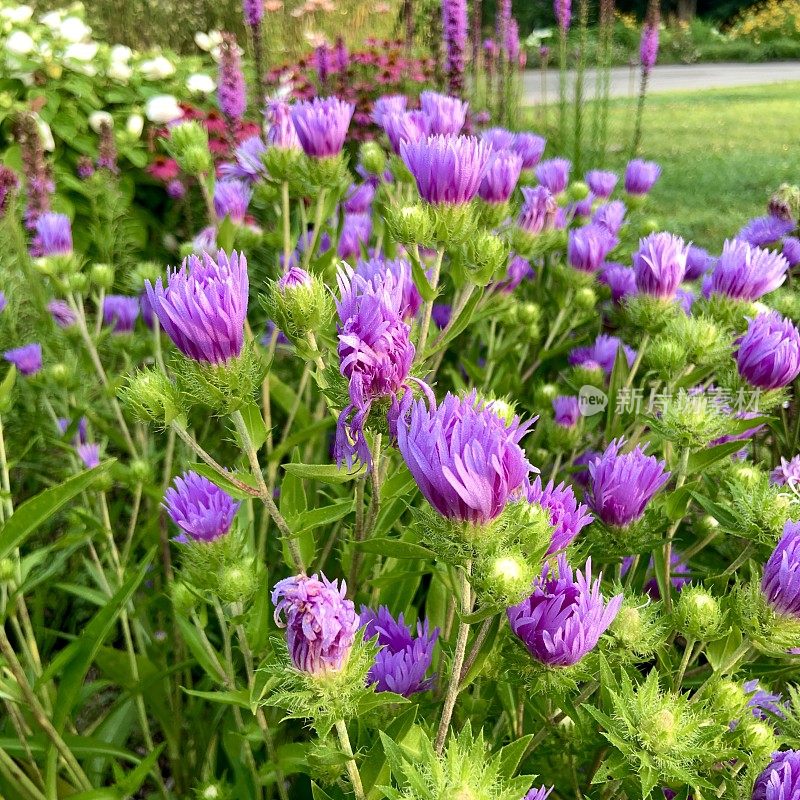 美丽的城市花园