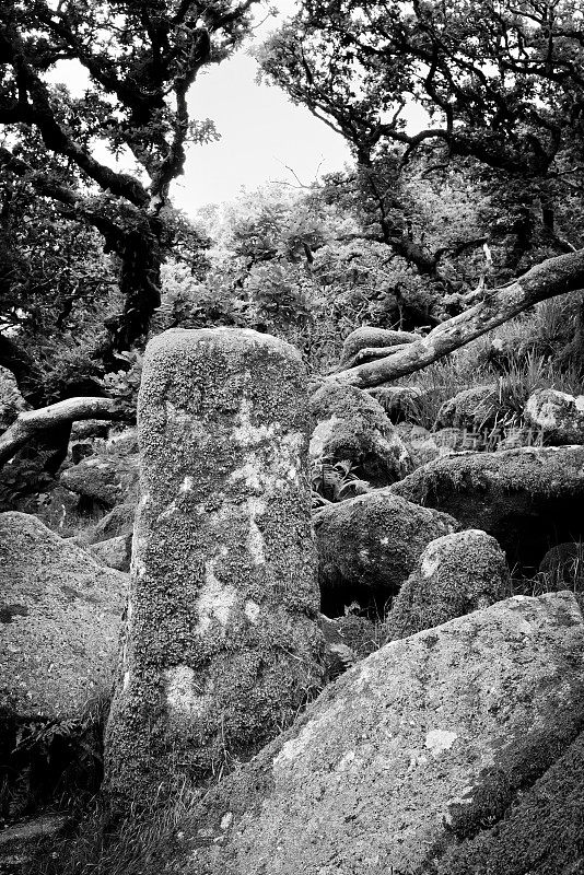 在达特穆尔的树林里，苔藓覆盖着巨石