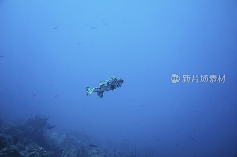 豪猪鱼游向广阔的水域