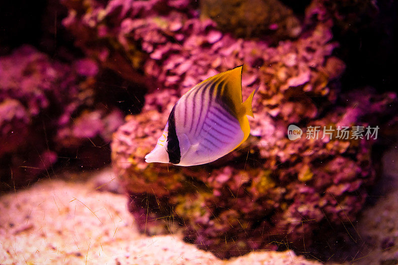 红海中的水下珊瑚礁