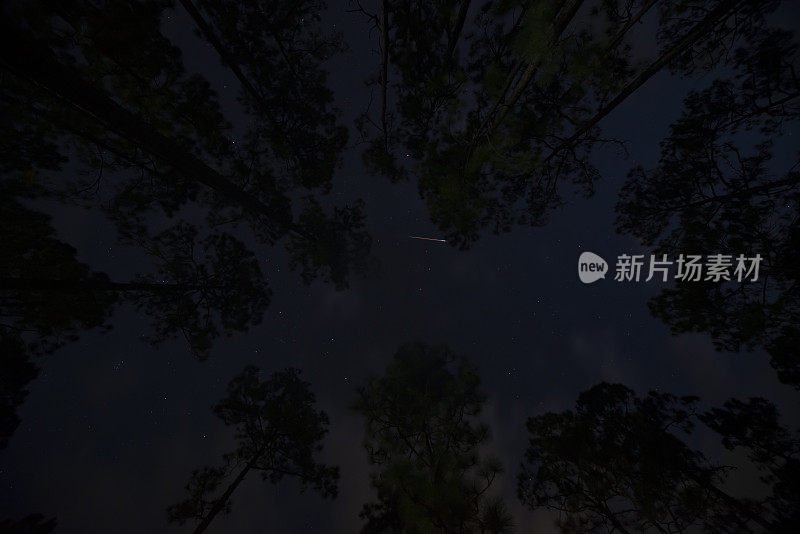 垂直视野透过松树林冠的夜空与流星