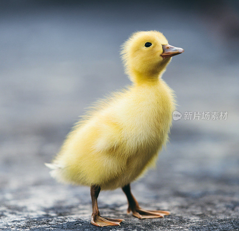 黄色的小鸭子