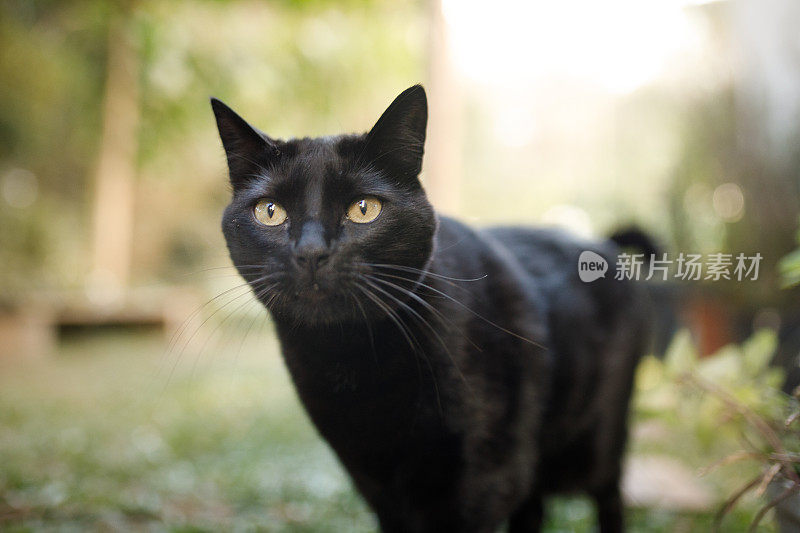 漂亮的黑猫穿过后院
