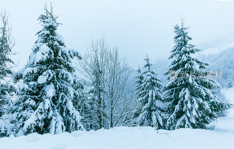 冬天的风景在雾与雪和树枝覆盖着白霜和冰冻的雪。高质量的照片