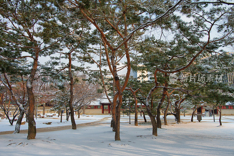 白雪覆盖的松树