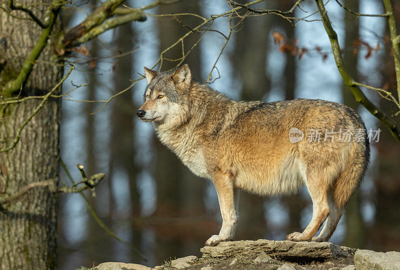 美丽的加拿大雄性森林狼