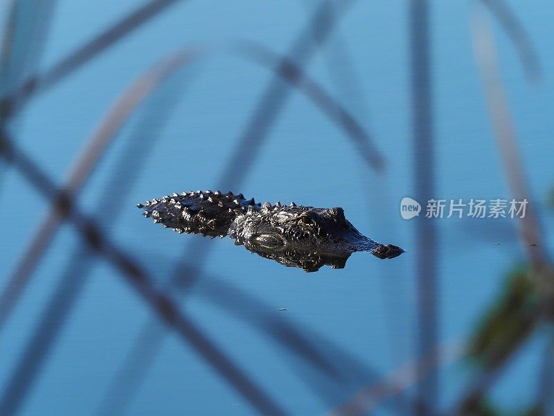 一只短吻鳄漂浮在平静的水面上，透过野草看到倒影