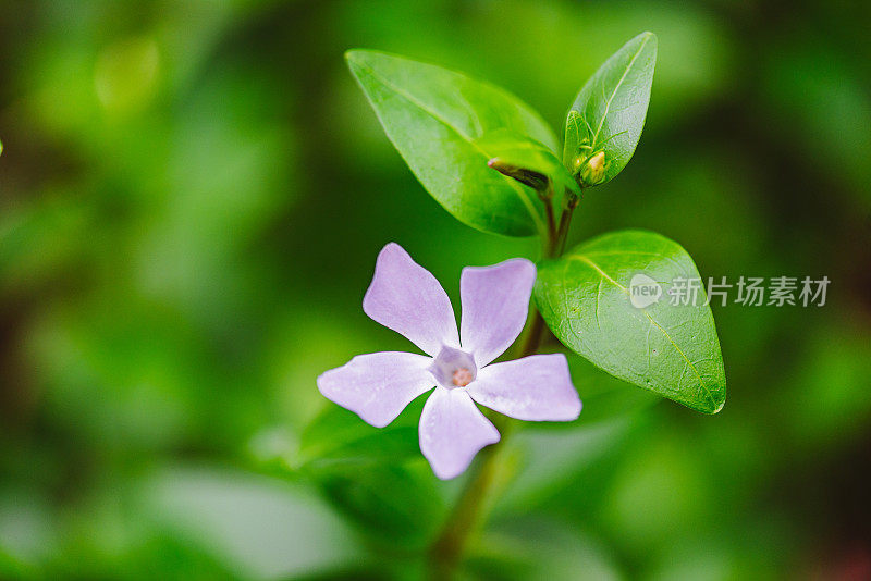 葡萄牙小长春花或普通长春花的细节拍摄