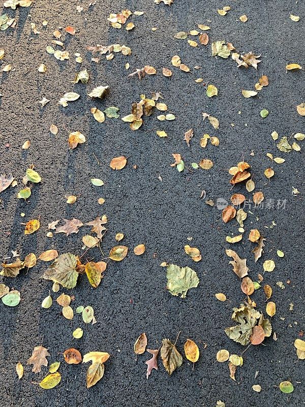 柏油路上的秋叶