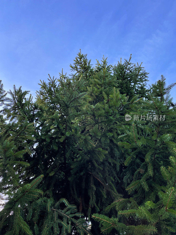 户外储存的真正云杉圣诞树(云杉)的绿色针叶的特写图像，蓝色的天空背景，从下面看，聚焦前景
