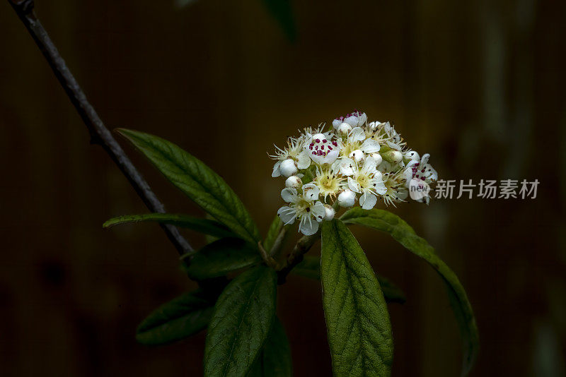 多年生草本灌木上的一簇白色小花