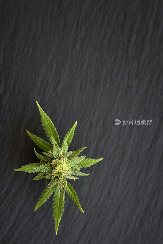 叶子绿色的大麻花，在黑色石板上作为黑色背景