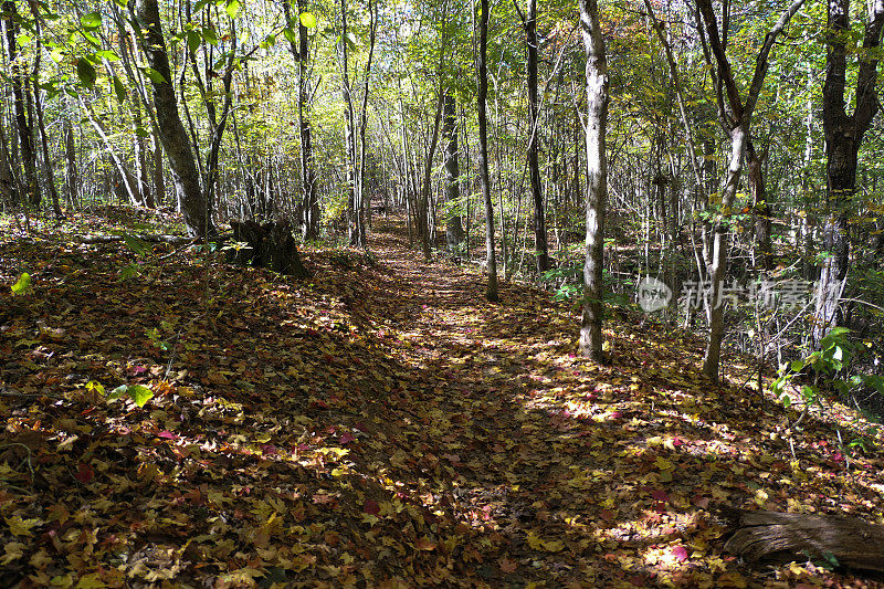秋天的季节带着一条小径穿过树林