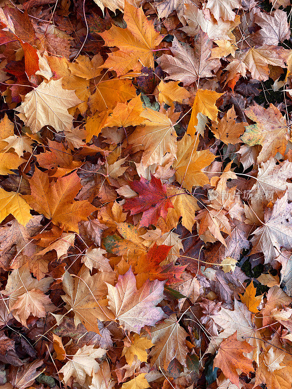 柏油路上的秋色枫叶堆的全帧图像，红、橙、棕、黄的落叶，升高的视野