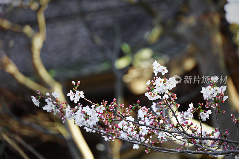 樱花盛开的日本古都镰仓的景色