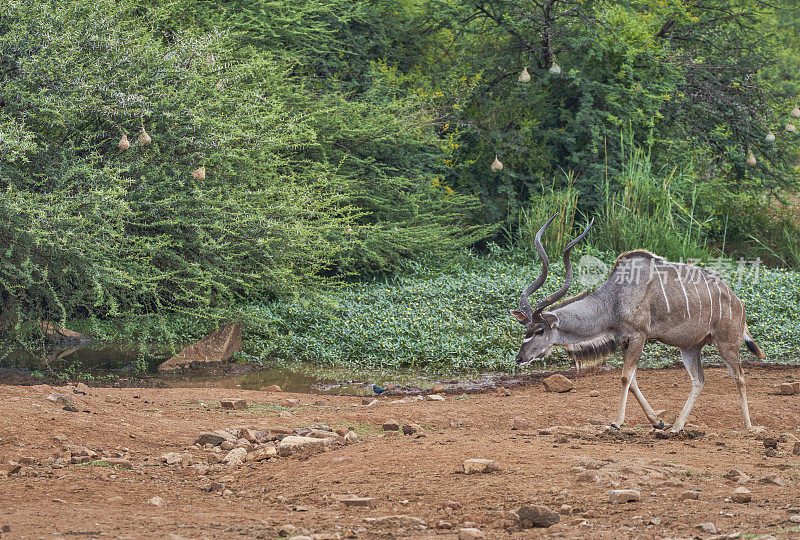 在南非美丽的兰斯堡国家公园，野生雄性大羚羊在夏天