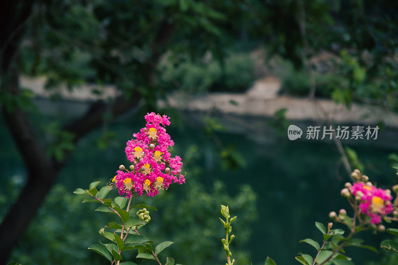 春天花园的花。自然公园景观。绿叶植物背景。-股票图片