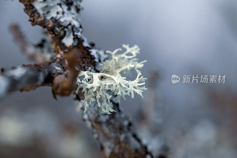 树枝上青苔的特写