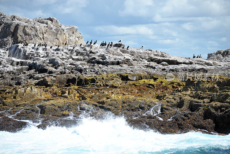 在南非伊丽莎白港阿尔戈阿湾群岛的圣克罗伊岛，海浪拍打着企鹅群。