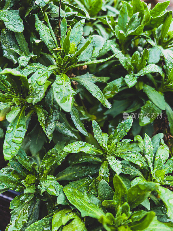 绿色的花园植物被雨滴覆盖。