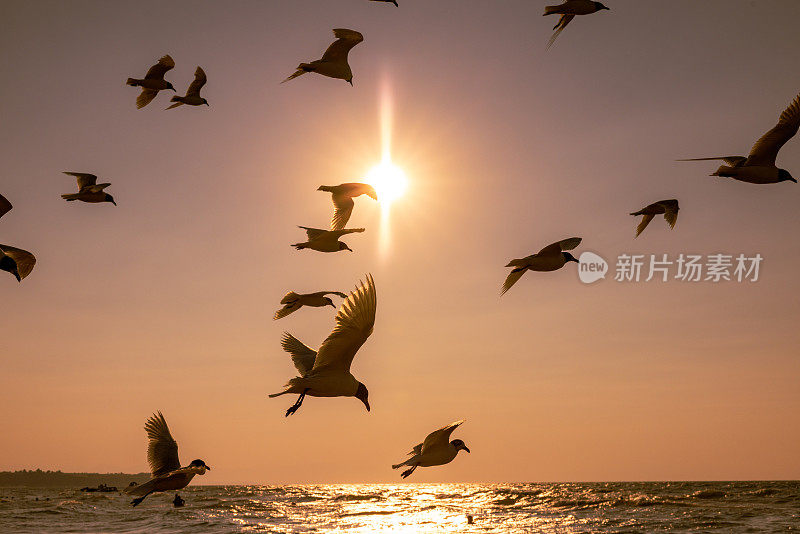 海鸥日落