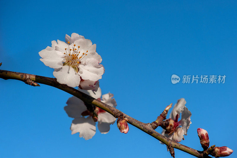 杏仁树开花